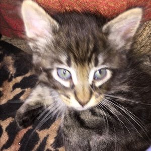 Meet your Posher, Amiah